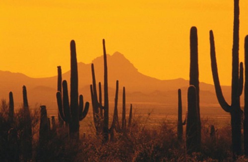 Worldmark Resort | Pima Air & Space Museum!