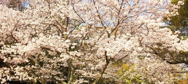 洲本家 SUMOTOYA in Sumoto