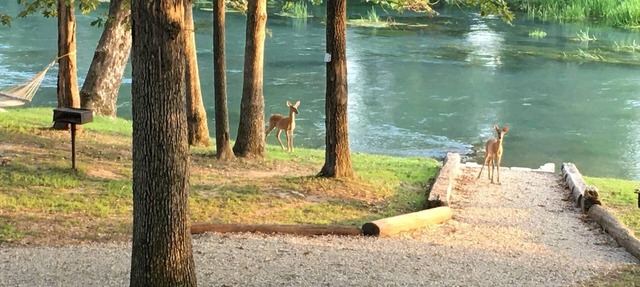 Mammoth Spring Retreat. Gated for privacy, Five cabins, one price. On the River in mammoth spring