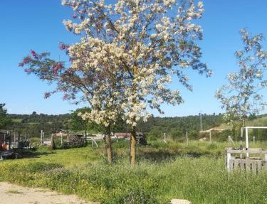 Moixons in Calonge de Segarra