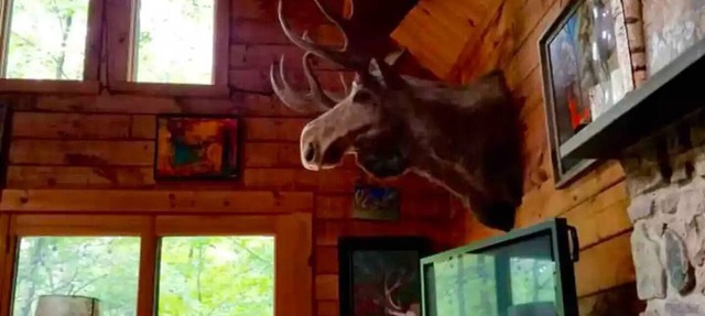 Rare private cabin retreat surrounded by 1700 acres of woods, yet close to town. in Upper Black Eddy