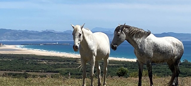 Tarifa Cabin with Panoramic Sea Views in Tarifa