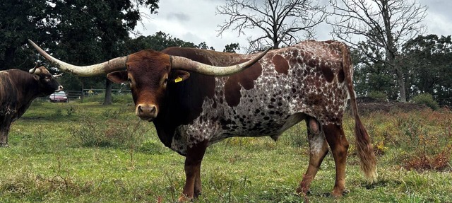 Texas Longhorn Ranch-Private Cabin-Pasture Views in Licking
